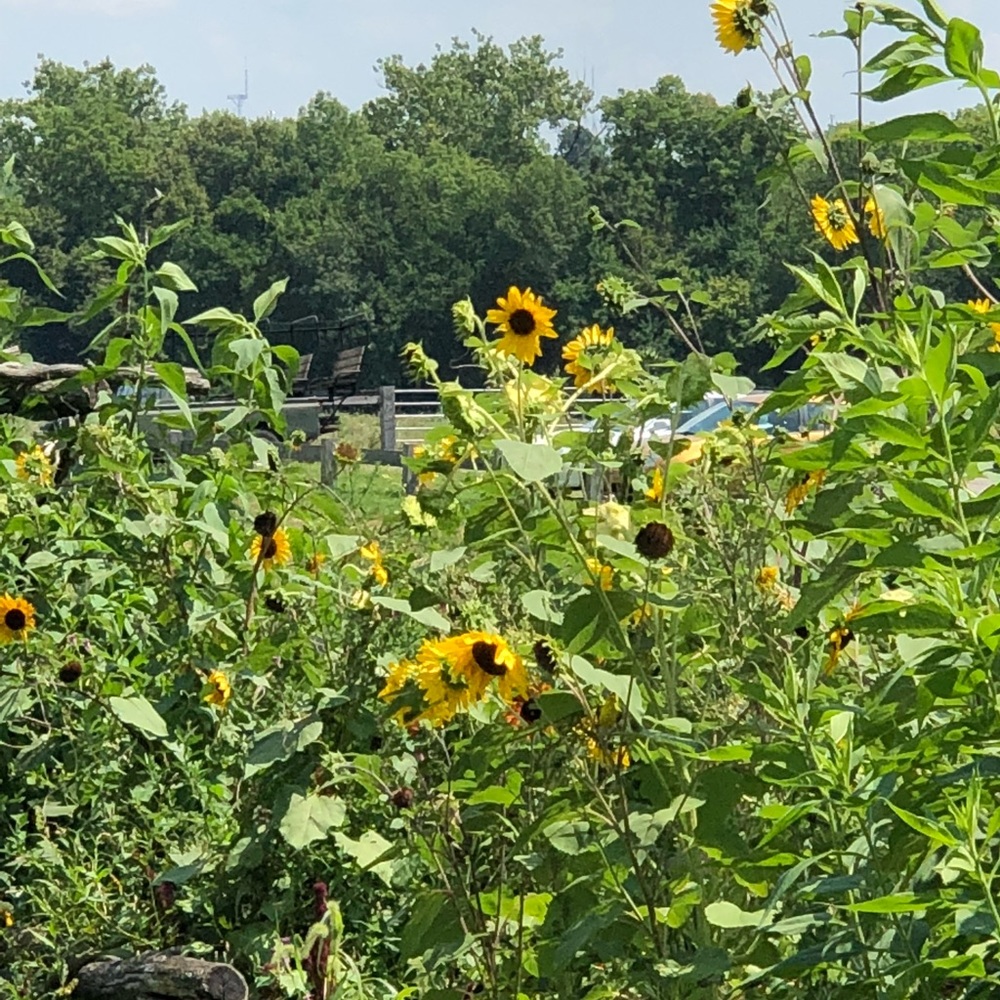 Meet your Posher, Alisa